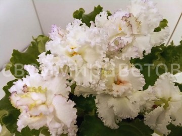 Фиалка DS-Изабель